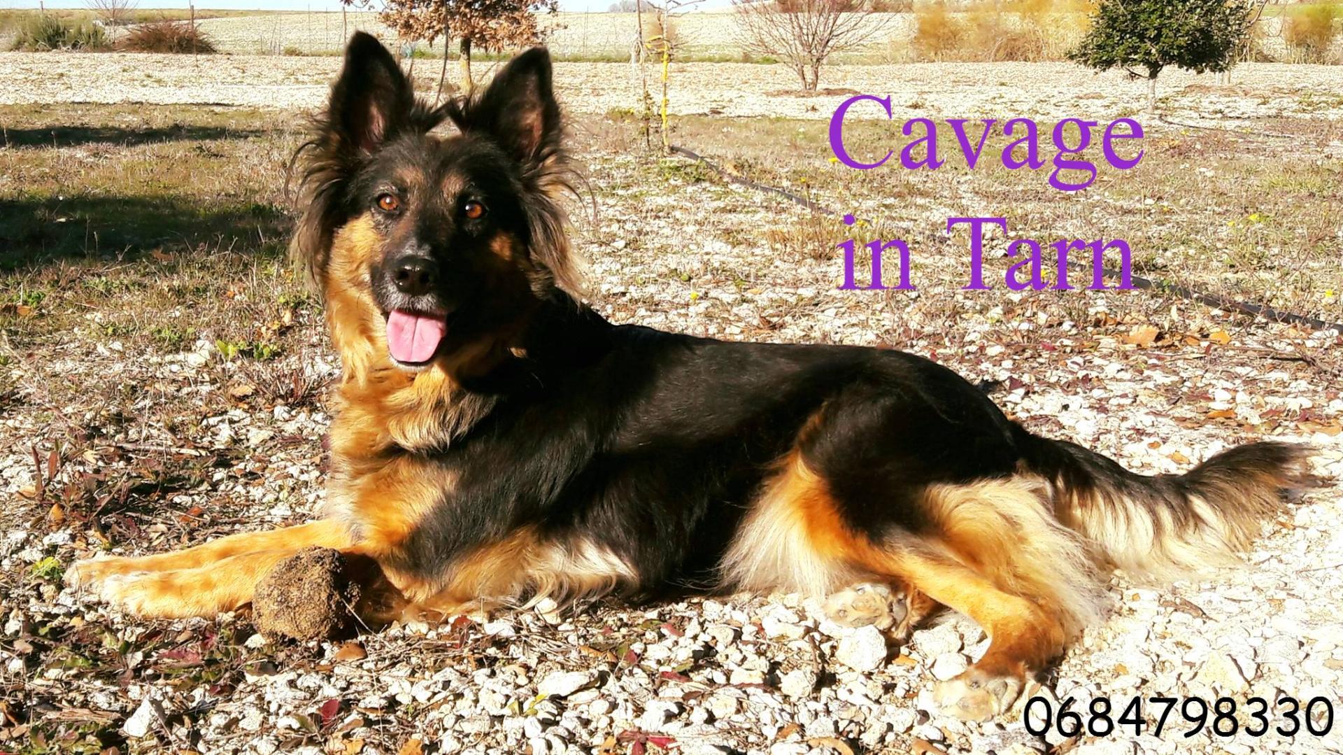 Accueil > Ariège Dressage > Education canine dressage” src=”http://dressage-de-chiens.be/galeries/iloudiplome.jpg” alt=”Accueil > Ariège Dressage > Education canine dressage”><img height= Stage Dressage Chien Truffier