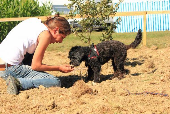 Dressage Chien Truffier Tarn, Cavage Tarn Dressage Chien Truffier Tarn, Cavage Tarn
